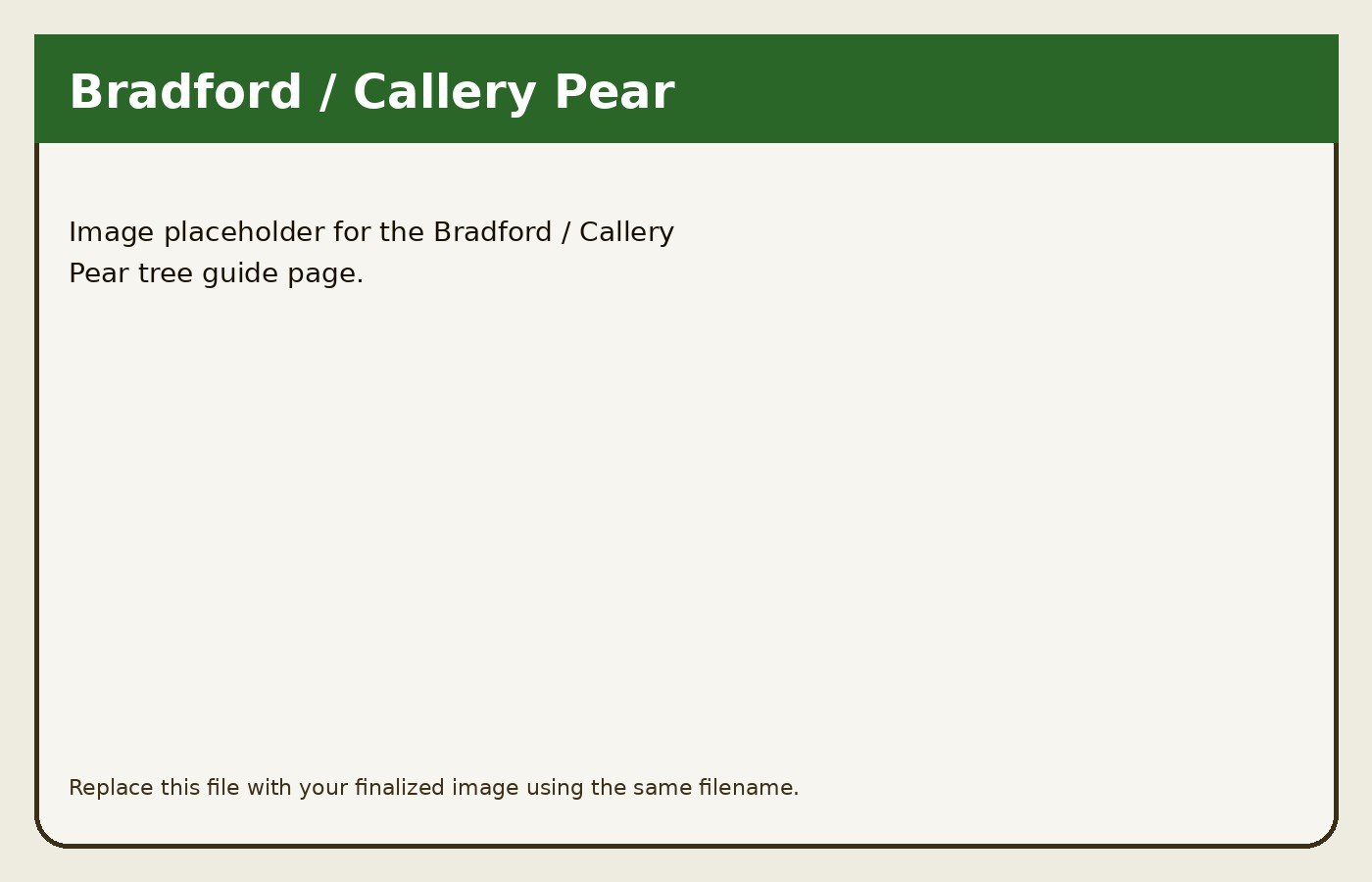 Bradford / Callery Pear