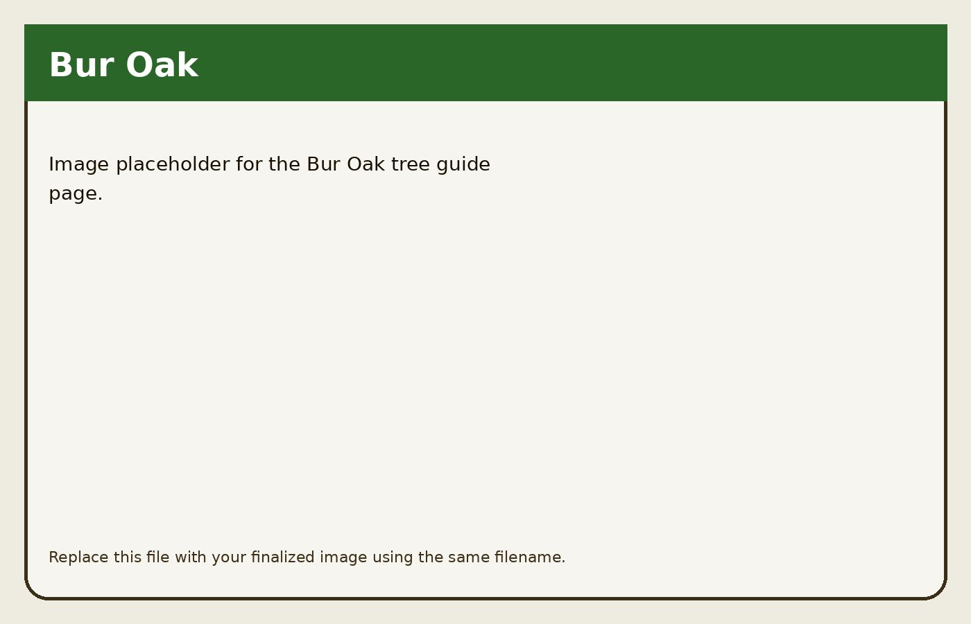 Bur Oak