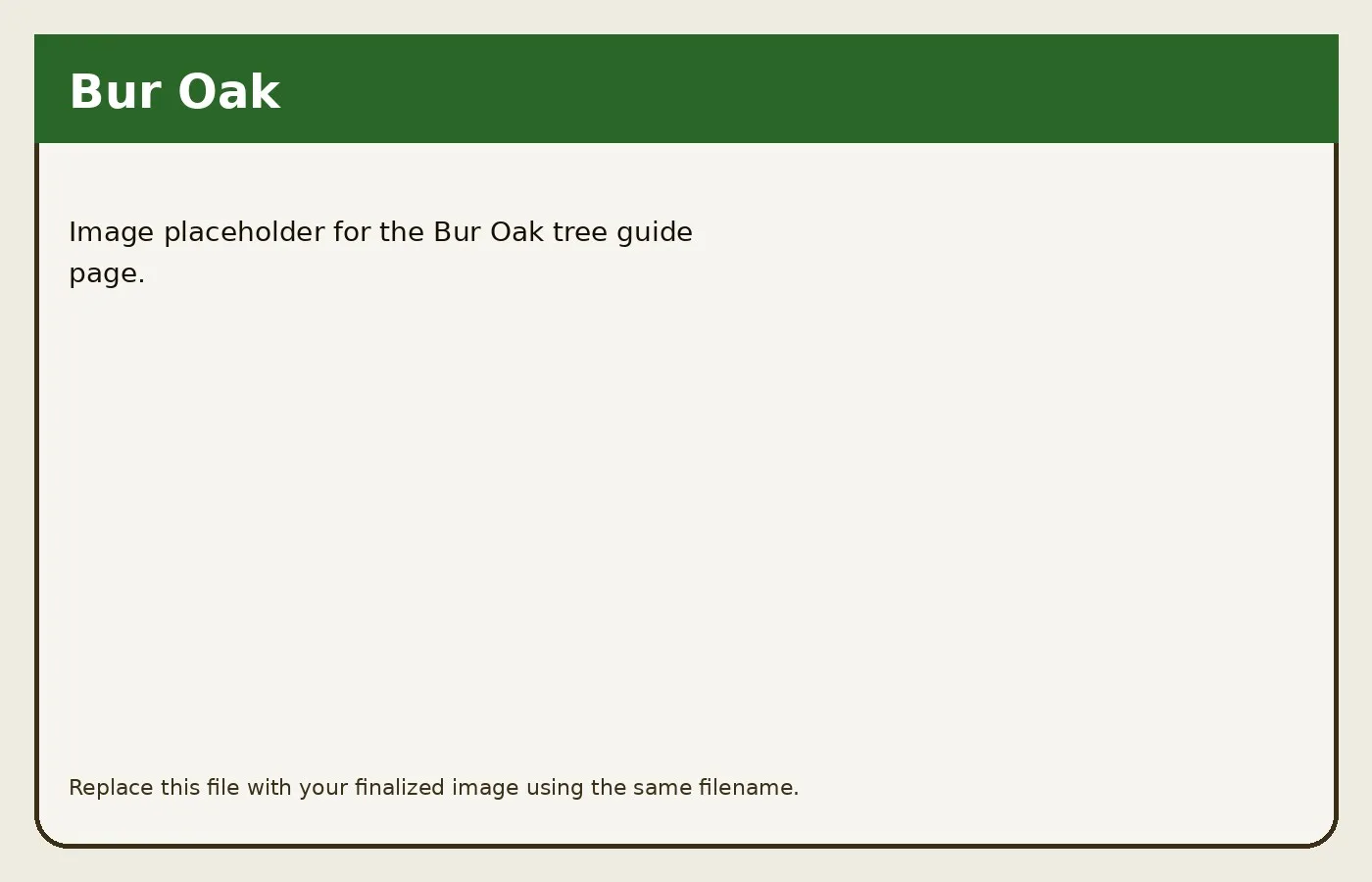 Bur Oak