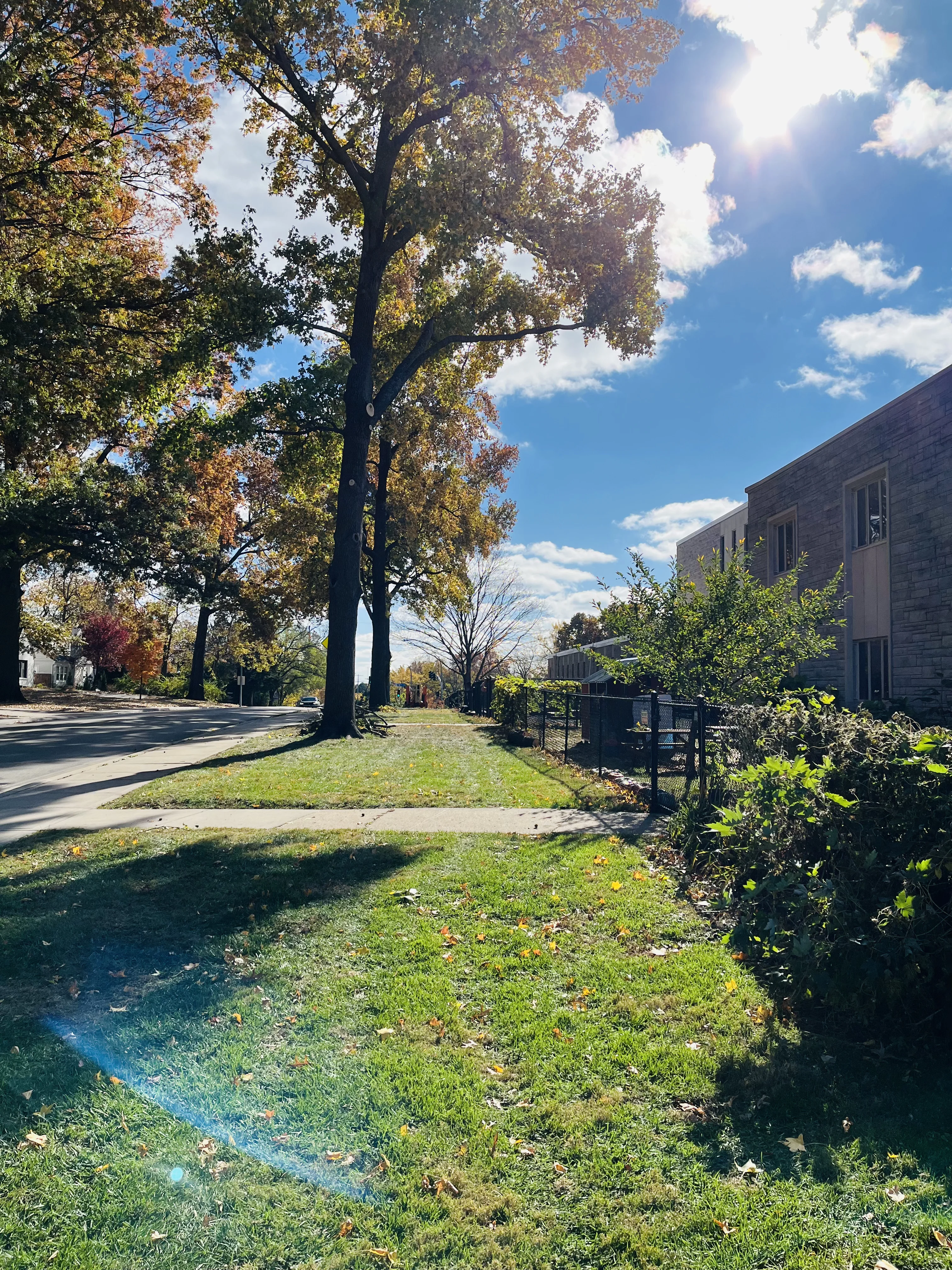 Commercial walkway tree clearance