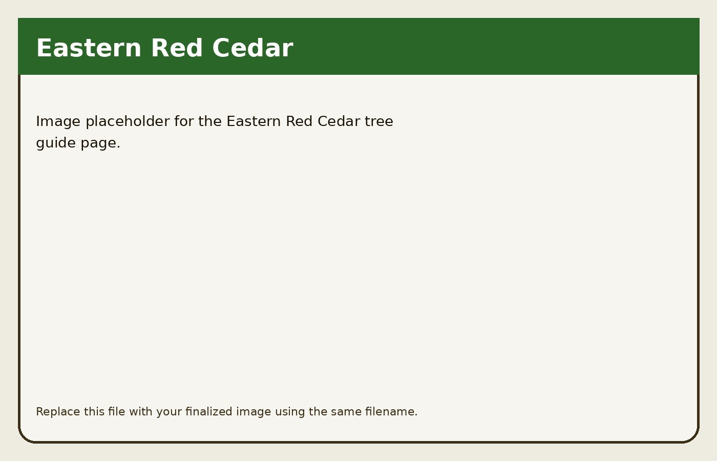 Eastern Red Cedar