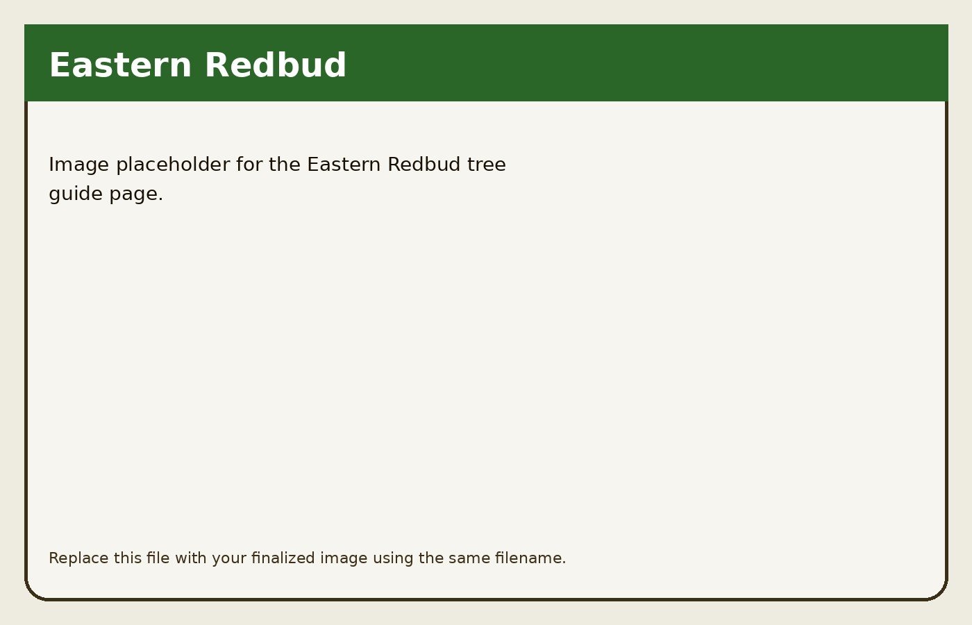 Eastern Redbud