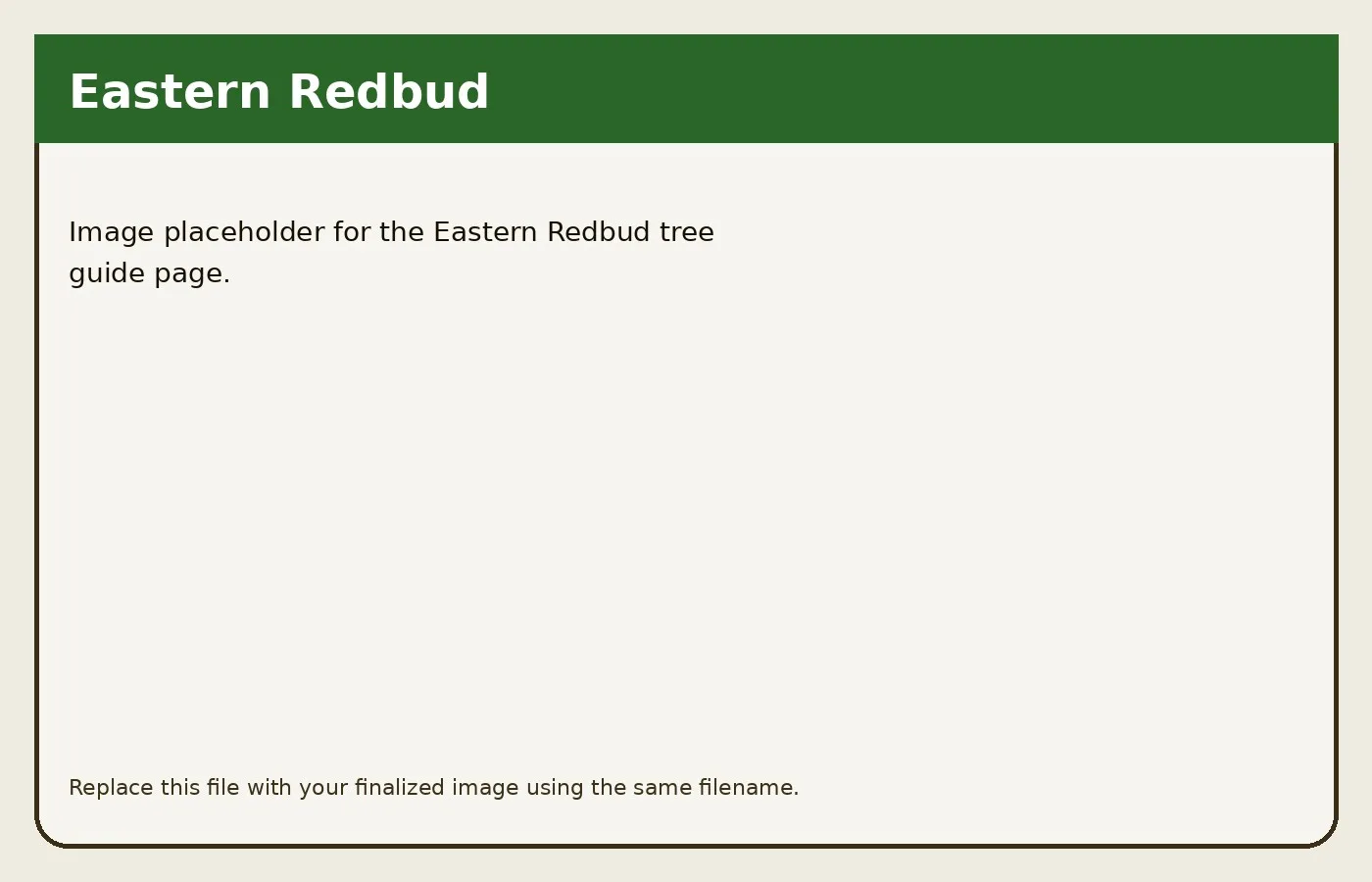 Eastern Redbud