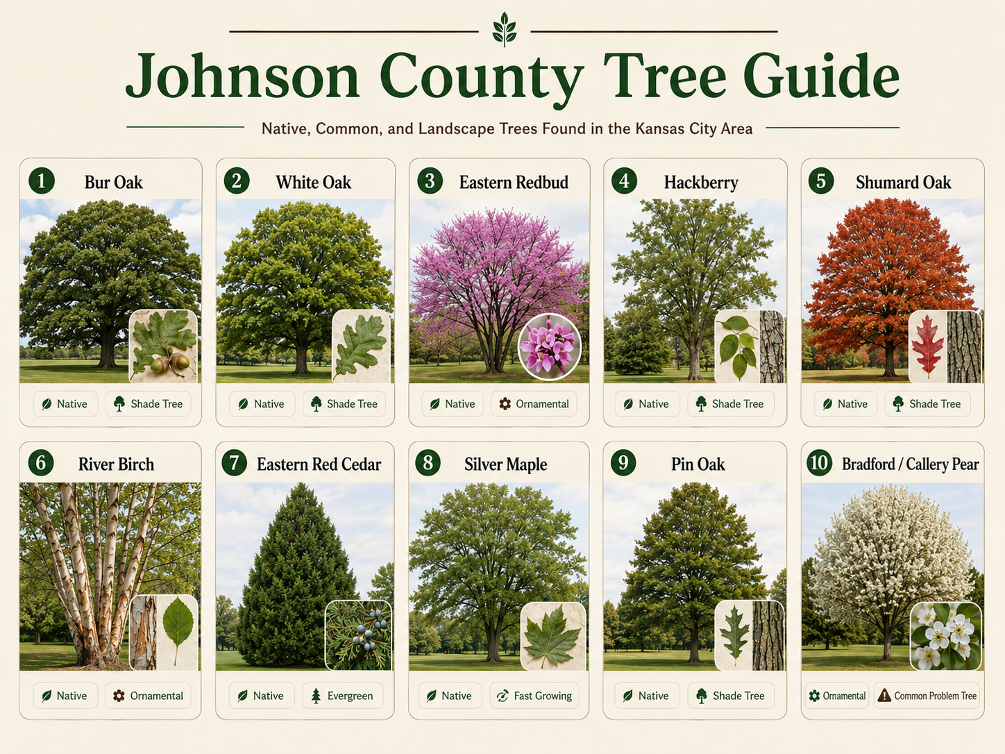 Johnson County Tree Guide