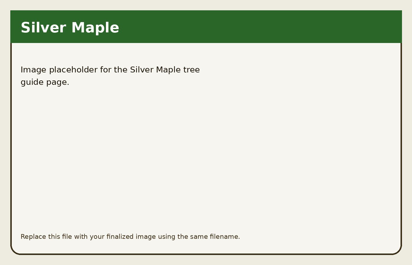 Silver Maple