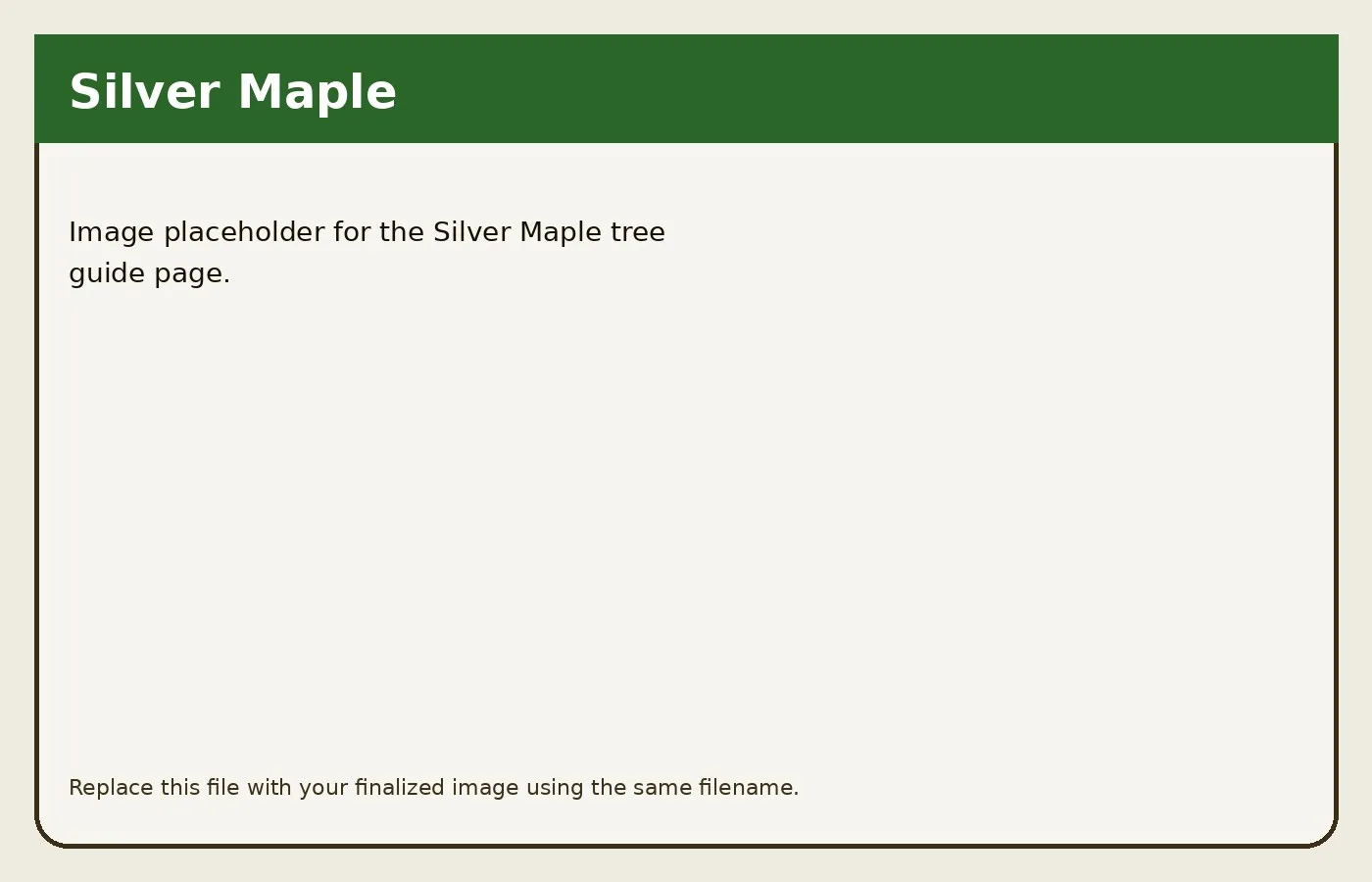 Silver Maple